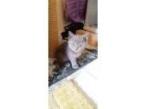 British Short Hair Dişi, Çok Özel Yavrular - British Shorthair