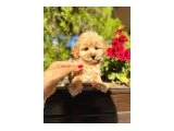 MALTİPO ANNE ALTINDAN F2 - Maltipoo
