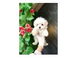 ORJİNAL MALTESE - Köpek