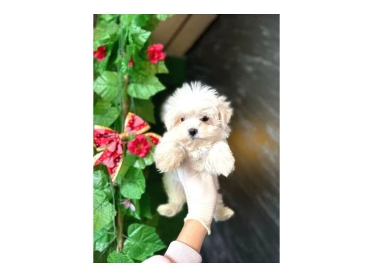 ORJİNAL MALTESE