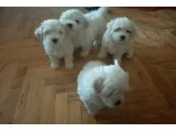Maltese terrier & maltipo birbirinden tatlı  yavuları 3 dişi 1 erkek - 2