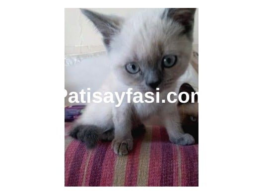 Scottish Straight Blue Point ve Chocolatte Point Yavrular