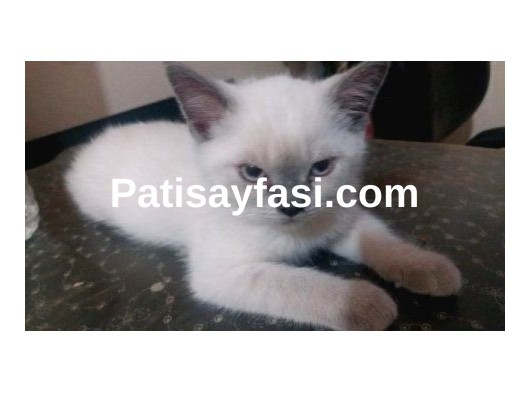 Scottish Straight Blue Point ve Chocolatte Point Yavrular
