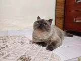 Kızım mochayı taşınacağım için sahiplendirmek istiyorum.