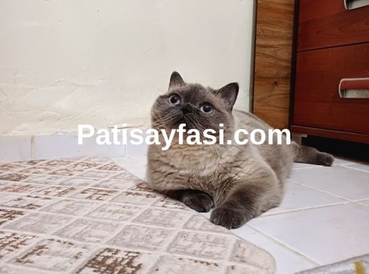 Kızım mochayı taşınacağım için sahiplendirmek istiyorum.