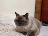 Kızım mochayı taşınacağım için sahiplendirmek istiyorum. - 3