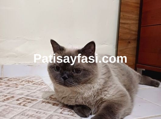 Kızım mochayı taşınacağım için sahiplendirmek istiyorum.