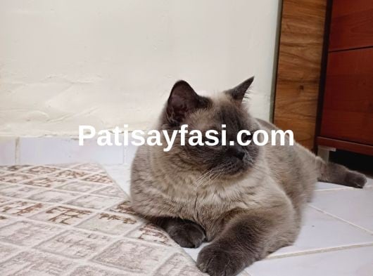 Kızım mochayı taşınacağım için sahiplendirmek istiyorum.