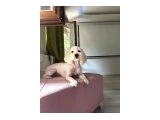 3 Yaşında Tuvalet eğitimli Oyuncu - Köpek