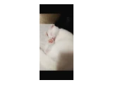 YAKLAŞIKLI PRENS % - Scottish Fold
