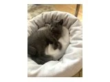 Scottish fold ve British  shorthair  yavru - 4