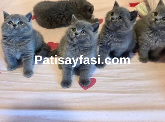 Minik kedilerimize yuva arıyoruz 