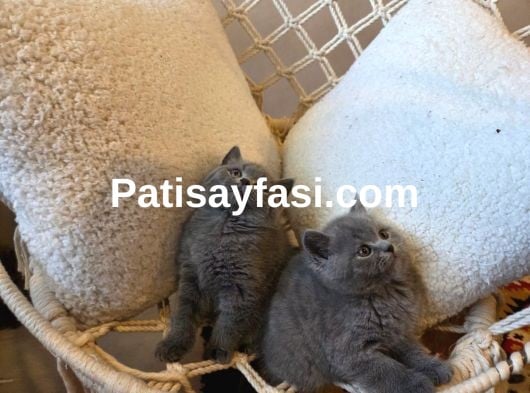 Minik kedilerimize yuva arıyoruz 