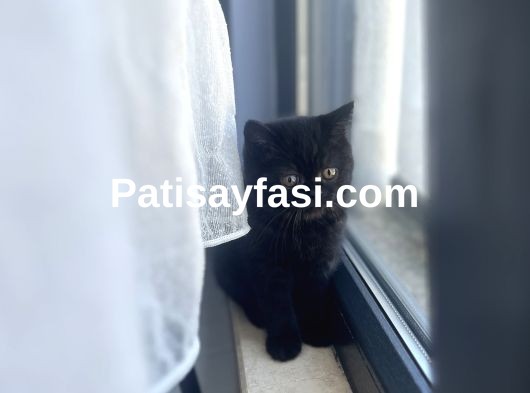 Minik Oyuncu British kedim yeni yuvasına hazır