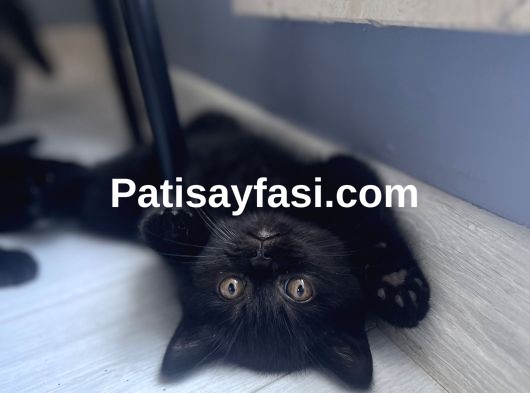 Minik Oyuncu British kedim yeni yuvasına hazır