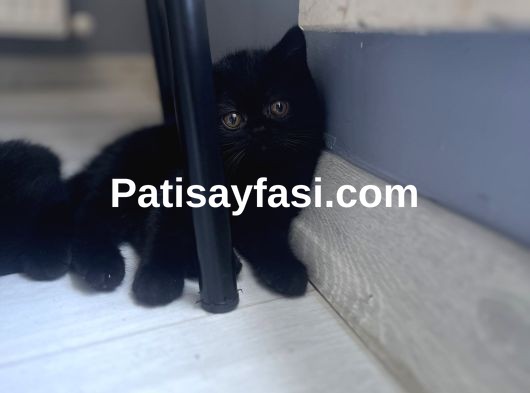 Minik Oyuncu British kedim yeni yuvasına hazır