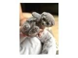 Scottish fold ve British  shorthair  yavru - 2