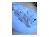 Scottish fold ve British shorthair yavru