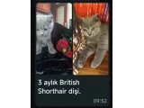 3 aylık british shorthair dişi