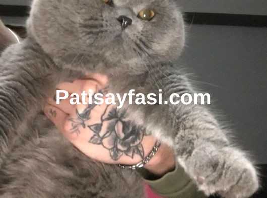 Minik yavruma yuva ariyorum