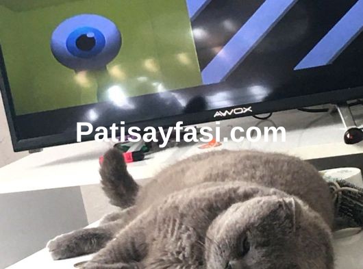 Minik yavruma yuva ariyorum