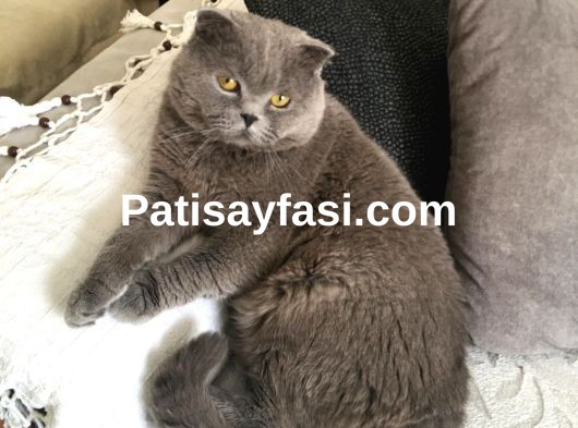 Minik yavruma yuva ariyorum