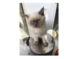 Genetik British Yavrular - British Shorthair