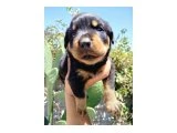 Erkek ve dişi rotweiler yavruları - 3