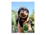 Erkek ve dişi rotweiler yavruları - 2