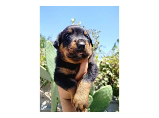 Erkek ve dişi rotweiler yavruları