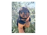 Erkek ve dişi rotweiler yavruları - 4