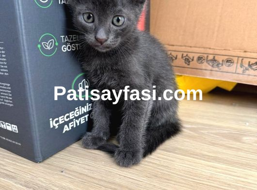 Güzel oyuncu kızımın minikleri