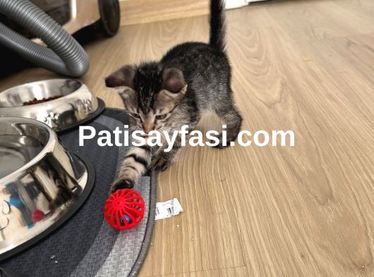 Güzel oyuncu kızımın minikleri