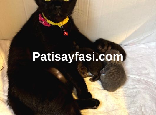 Güzel oyuncu kızımın minikleri