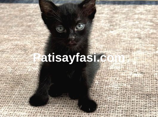 Güzel oyuncu kızımın minikleri