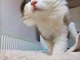 Türkiye'nin en değerli ve en sakin kedisi - 2
