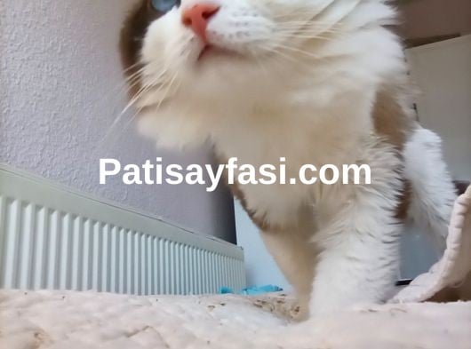 Türkiye'nin en değerli ve en sakin kedisi