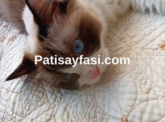 Türkiye'nin en değerli ve en sakin kedisi