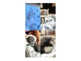 British ve scottish yavru - Scottish Fold