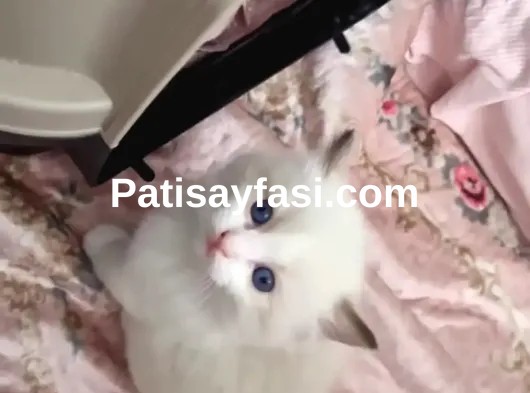 Türkiye'nin en değerli ve en sakin kedisi