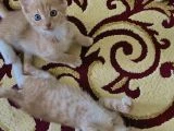 2 aylık yavrularımızı sahiplendirmek istiyoruz - 3