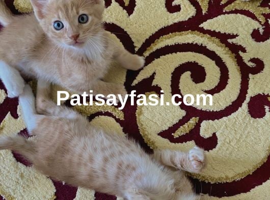 2 aylık yavrularımızı sahiplendirmek istiyoruz