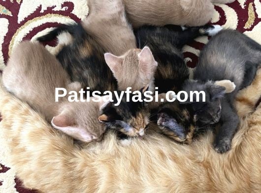 2 aylık yavrularımızı sahiplendirmek istiyoruz