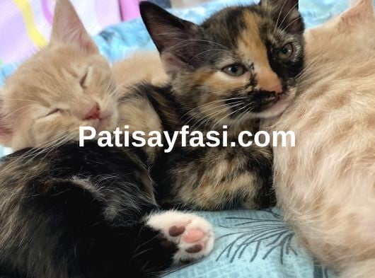 2 aylık yavrularımızı sahiplendirmek istiyoruz