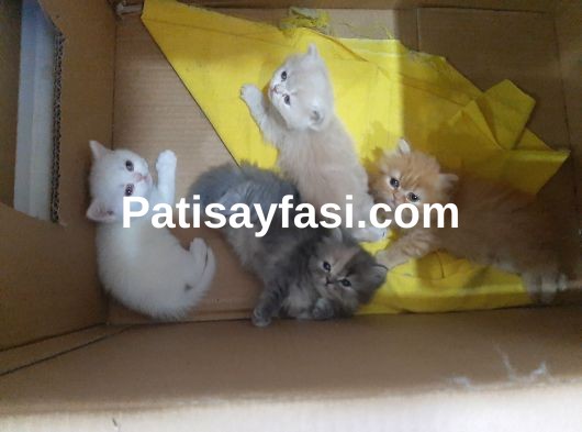 Pofuduk longhair yavrular