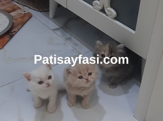 Pofuduk longhair yavrular