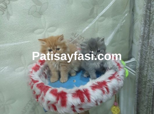 Pofuduk longhair yavrular