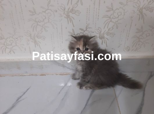 Pofuduk longhair yavrular