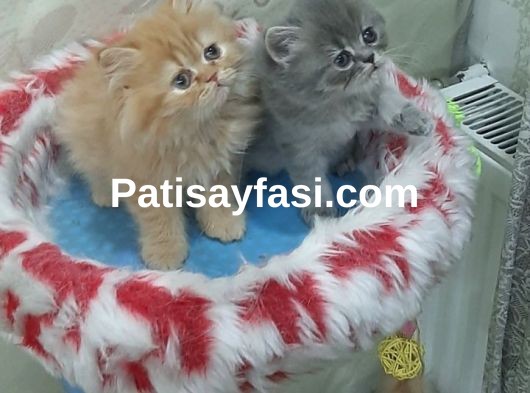 Pofuduk longhair yavrular