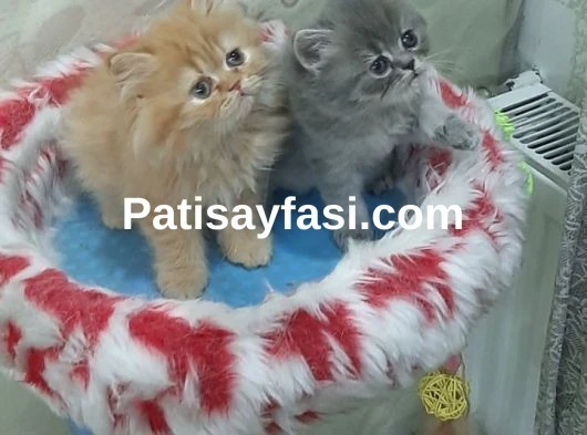 Pofuduk longhair yavrular